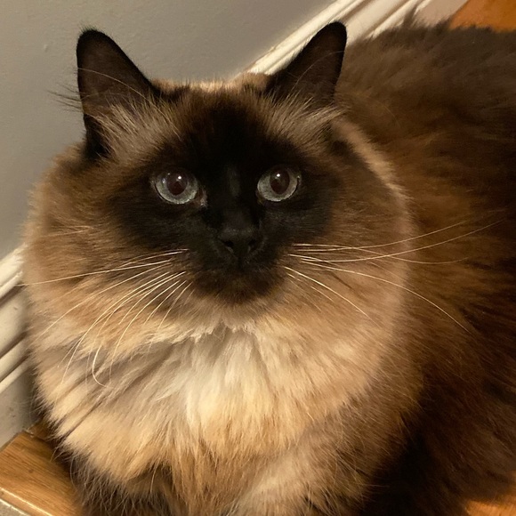 Meet your Posher, Tara - Picture 1 of 1